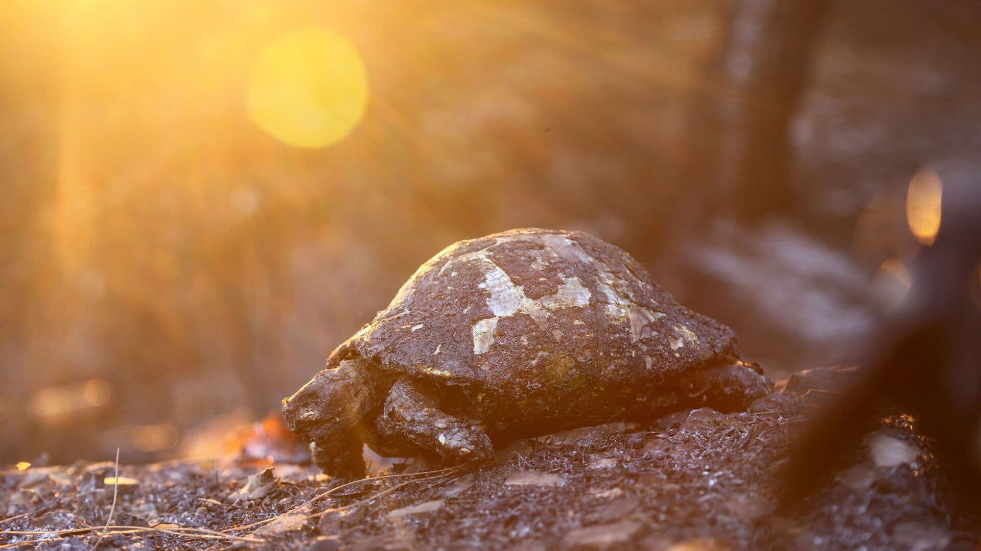 Nếu bất ngờ tuyệt chủng, dấu vết gì của con người sẽ còn lại trên Trái đất?
